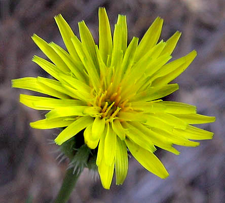 Detailed Picture 1 of Urospermum picroides