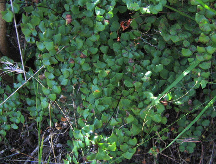 Detailed Picture 2 of Adiantum jordanii