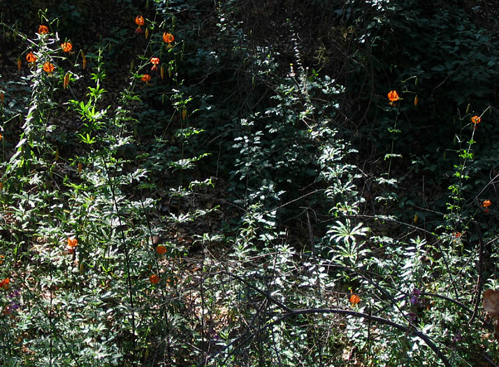 Detailed Picture 6 of Lilium humboldtii ssp. ocellatum