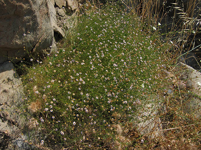 Detailed Picture 4 of Erigeron foliosus var. foliosus