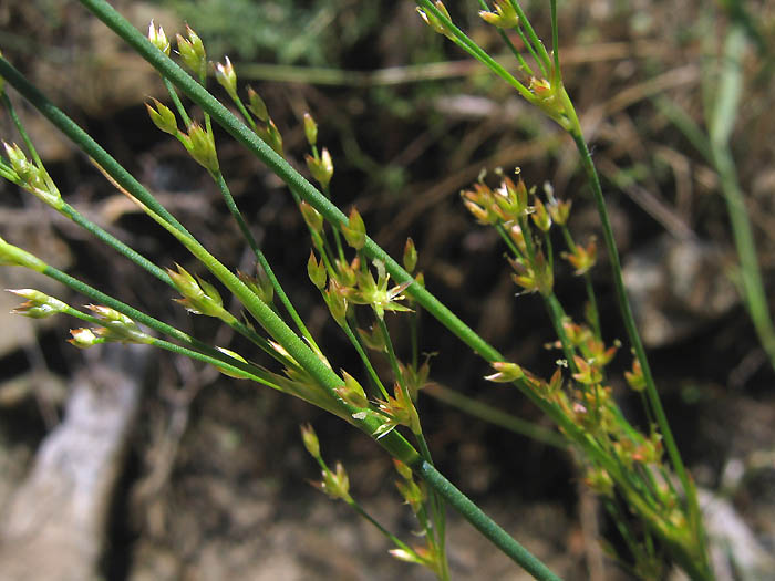 Detailed Picture 2 of Juncus dubius