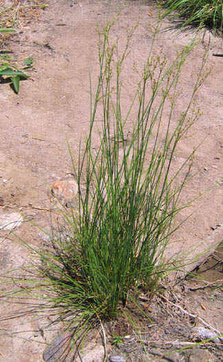 Detailed Picture 3 of Juncus dubius