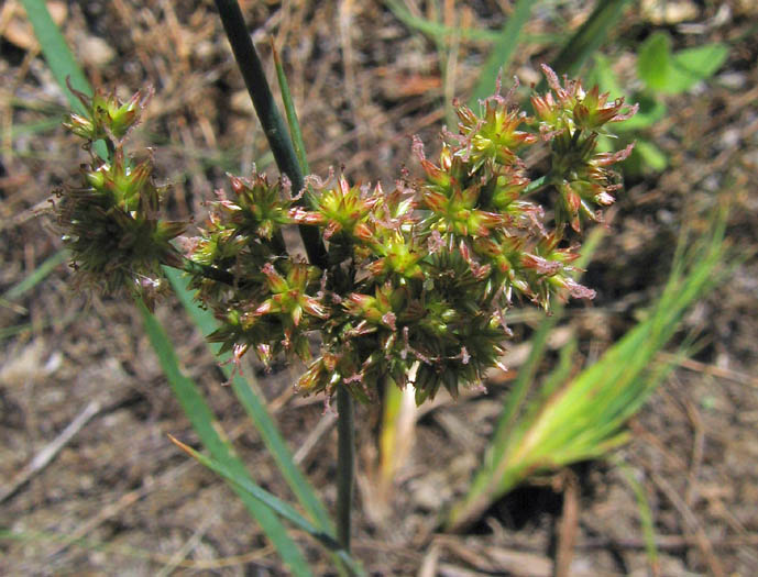 Detailed Picture 4 of Juncus xiphioides