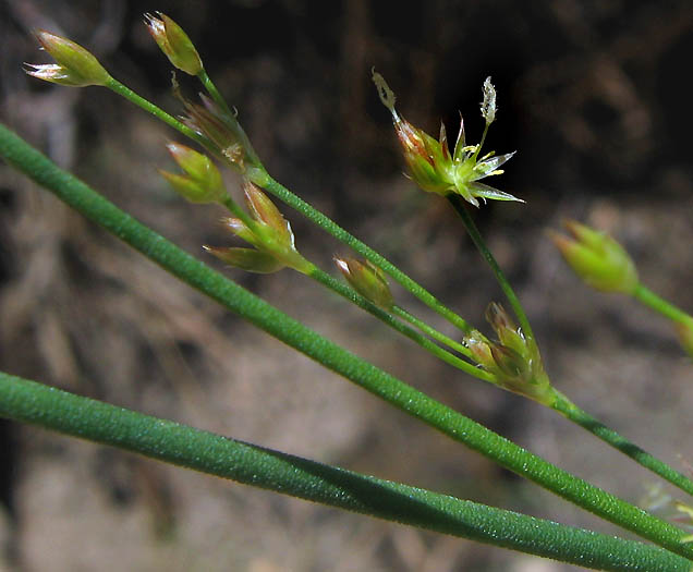 Detailed Picture 1 of Juncus dubius