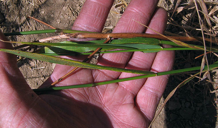 Detailed Picture 5 of Elymus glaucus ssp. glaucus