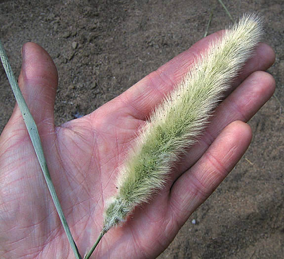 Detailed Picture 1 of Polypogon monspeliensis