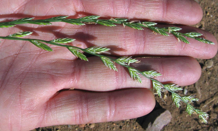 Detailed Picture 2 of Festuca perennis