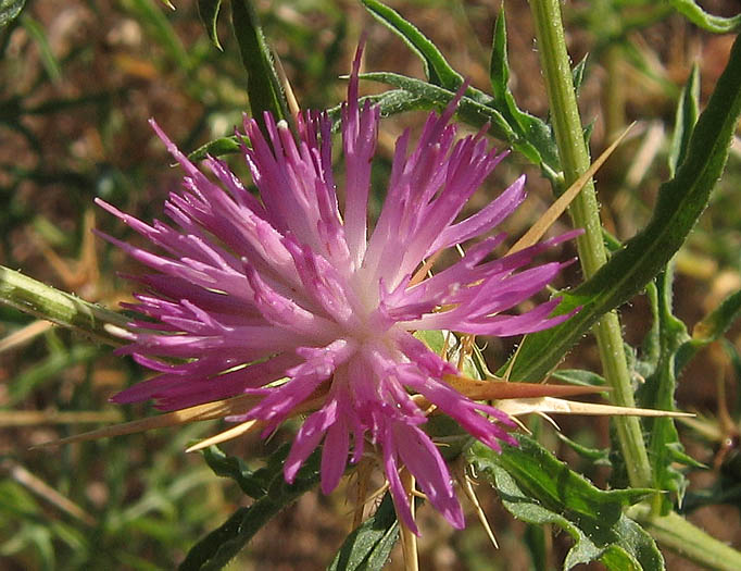 Detailed Picture 1 of Centaurea calcitrapa