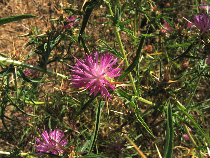 Detailed Picture 3 of Centaurea calcitrapa