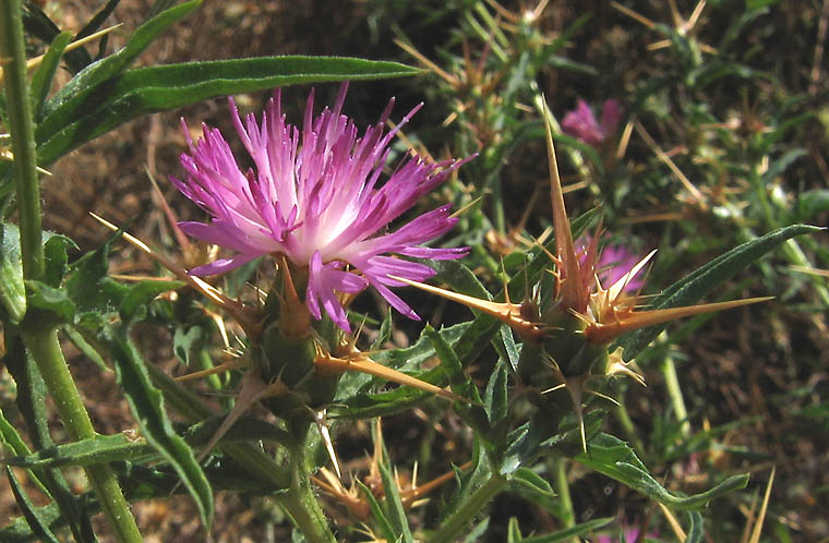 Detailed Picture 2 of Centaurea calcitrapa