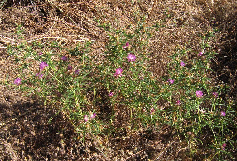 Detailed Picture 4 of Centaurea calcitrapa