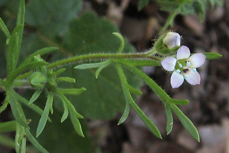 Detailed Picture 2 of Gilia clivorum