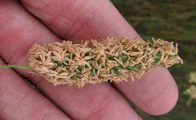 Detailed Picture 1 of Phalaris aquatica