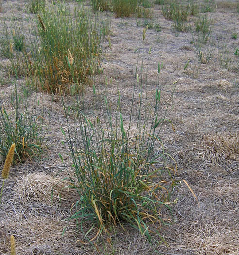 Detailed Picture 3 of Phalaris aquatica