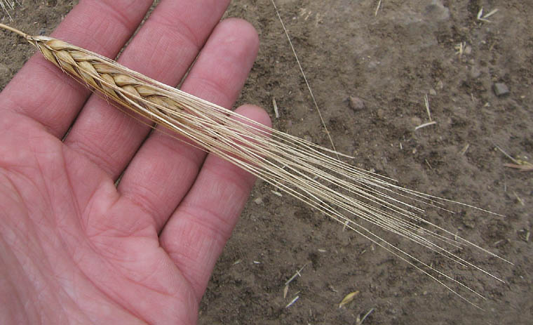 Detailed Picture 4 of Hordeum vulgare