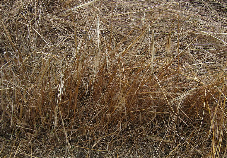 Detailed Picture 7 of Hordeum vulgare