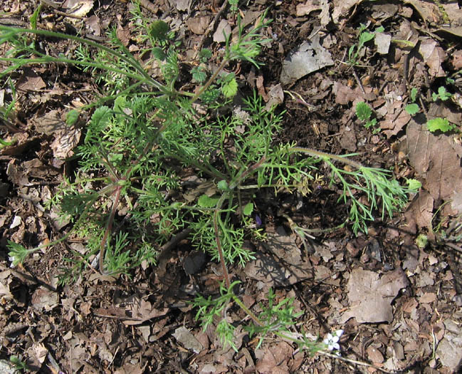 Detailed Picture 3 of Gilia clivorum