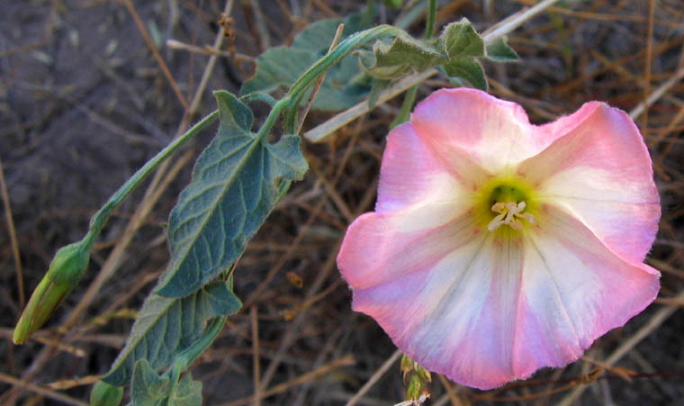 Detailed Picture 3 of Convolvulus arvensis