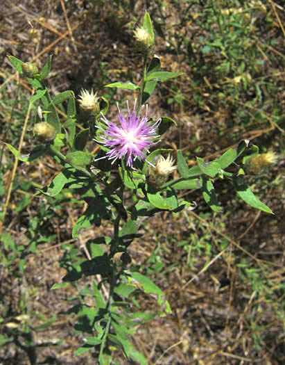 Detailed Picture 3 of Rhaponticum repens