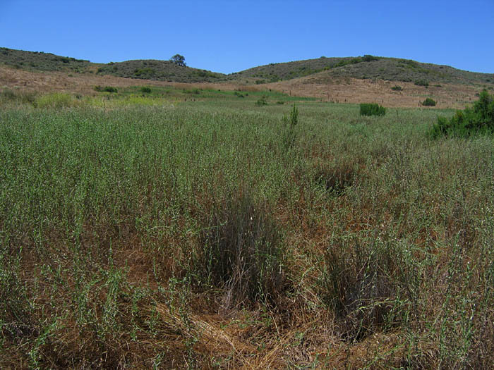 Detailed Picture 4 of Phalaris aquatica