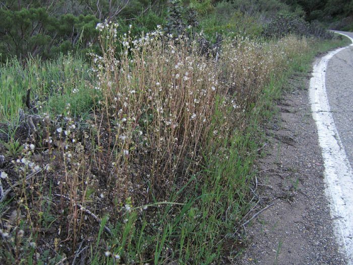 Detailed Picture 6 of Senecio vulgaris