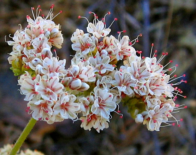 Detailed Picture 4 of Eriogonum fasciculatum var. foliolosum