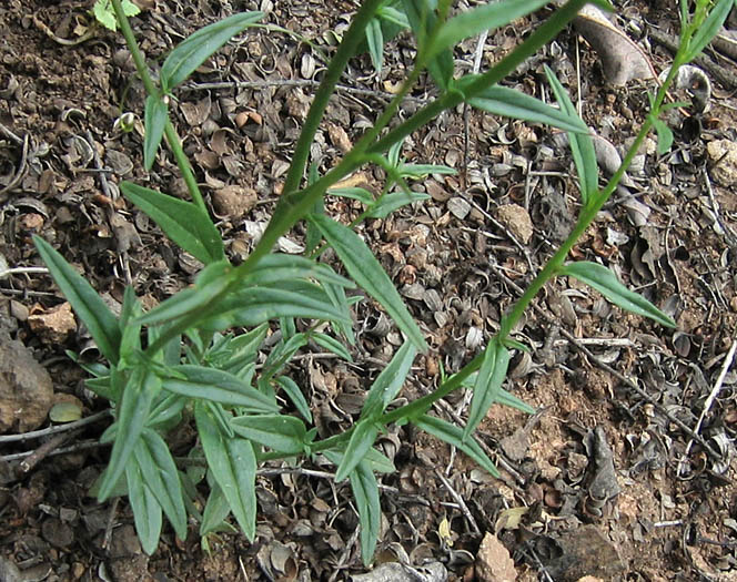 Detailed Picture 6 of Antirrhinum nuttallianum