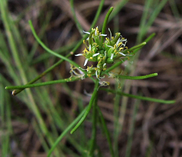 Detailed Picture 2 of Caulanthus lasiophyllus