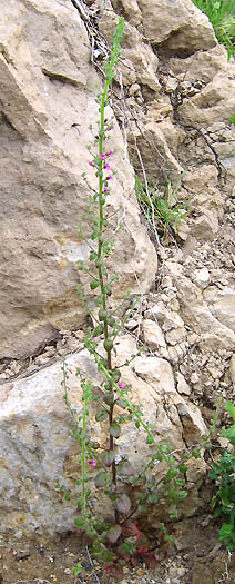 Detailed Picture 4 of Antirrhinum nuttallianum