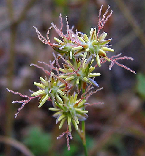 Detailed Picture 1 of Juncus macrophyllus