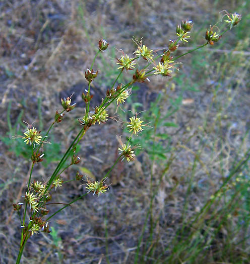 Detailed Picture 3 of Juncus macrophyllus