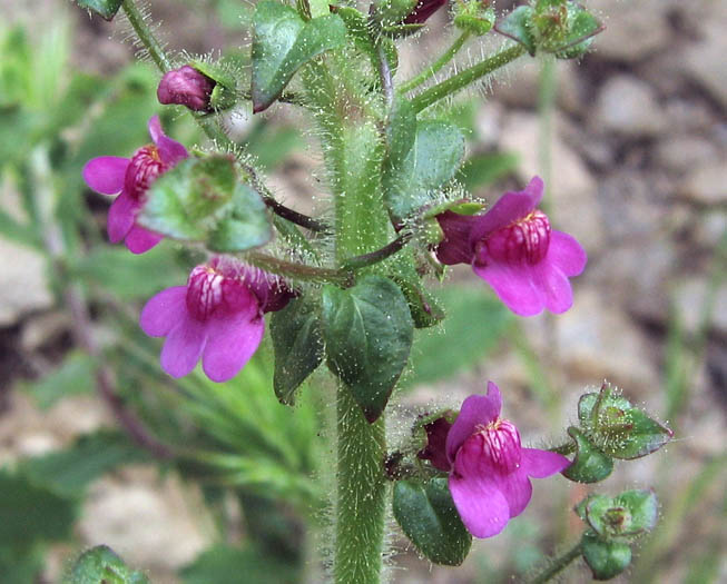 Detailed Picture 2 of Antirrhinum nuttallianum