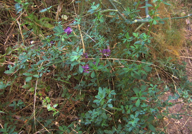 Detailed Picture 4 of Medicago sativa