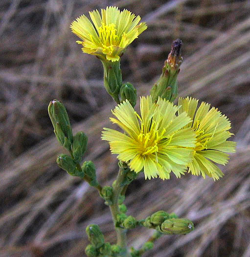 Detailed Picture 3 of Lactuca serriola