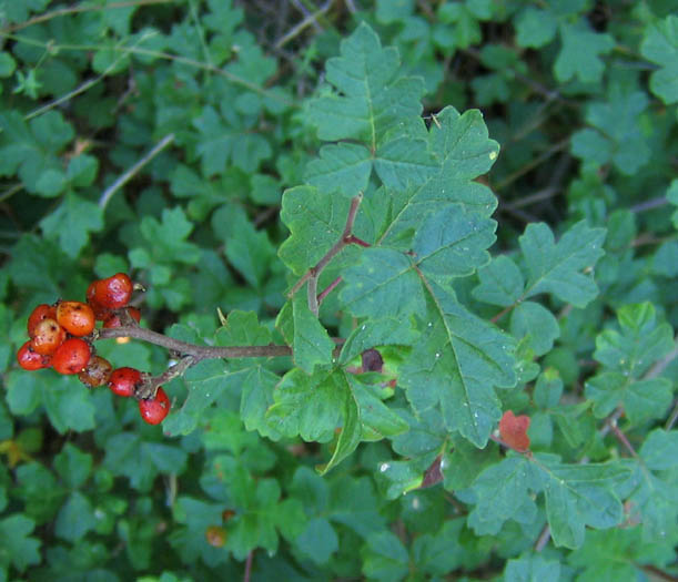 Detailed Picture 3 of Rhus aromatica