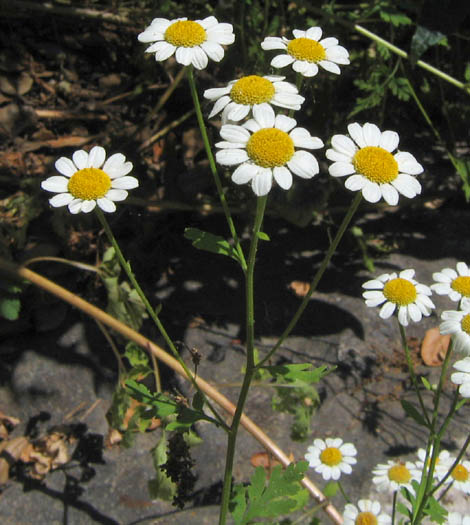 Detailed Picture 2 of Tanacetum parthenium