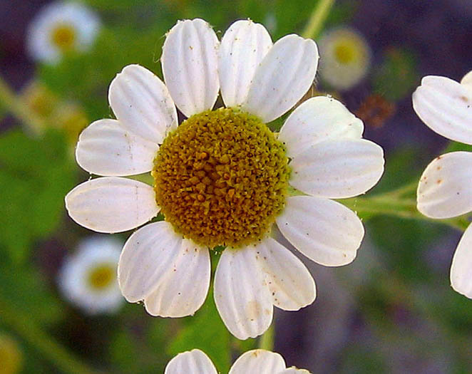 Detailed Picture 1 of Tanacetum parthenium