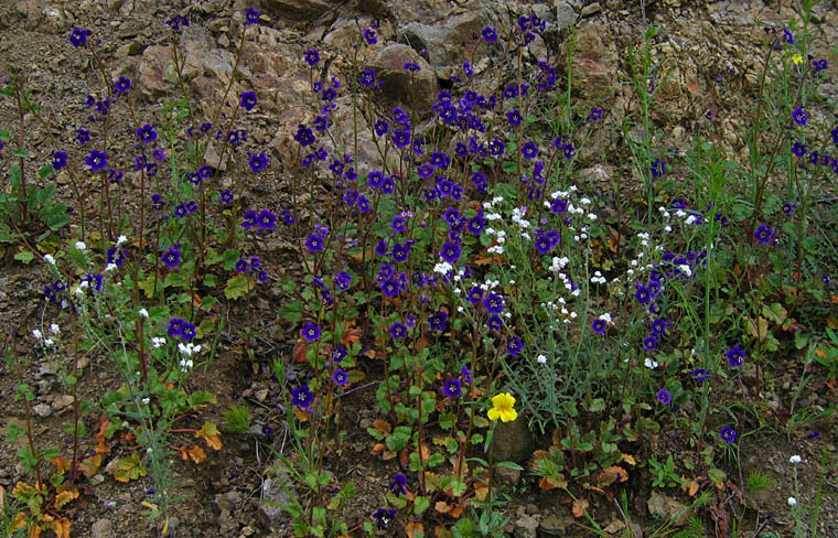 Detailed Picture 6 of Phacelia parryi