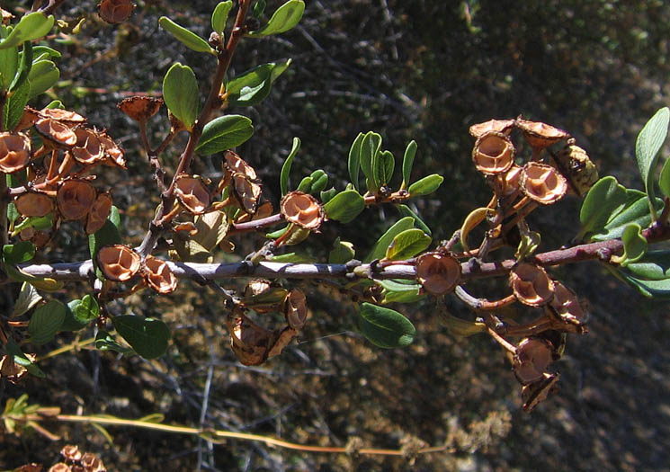 Detailed Picture 7 of Ceanothus megacarpus var. megacarpus