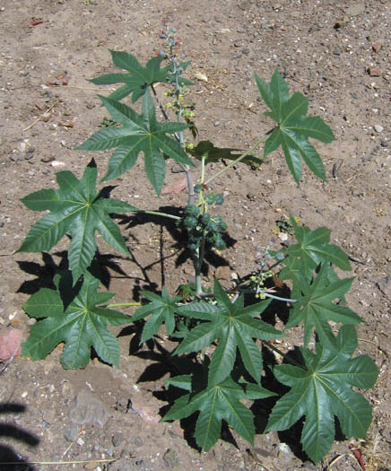 Detailed Picture 5 of Ricinus communis