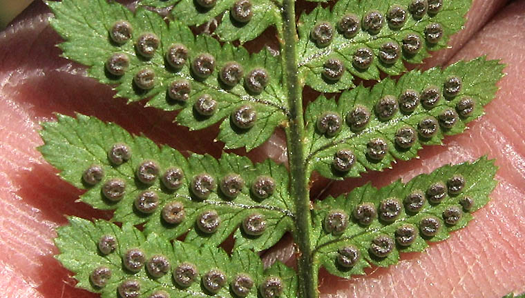 Detailed Picture 6 of Dryopteris arguta