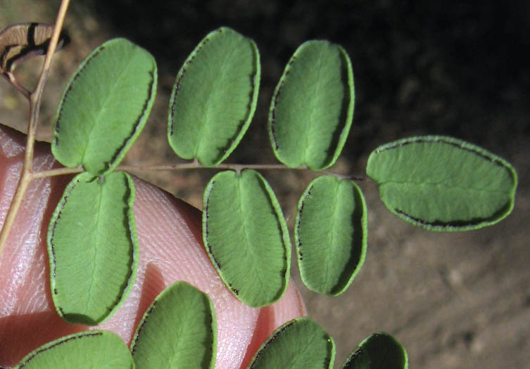 Detailed Picture 2 of Pellaea andromedifolia