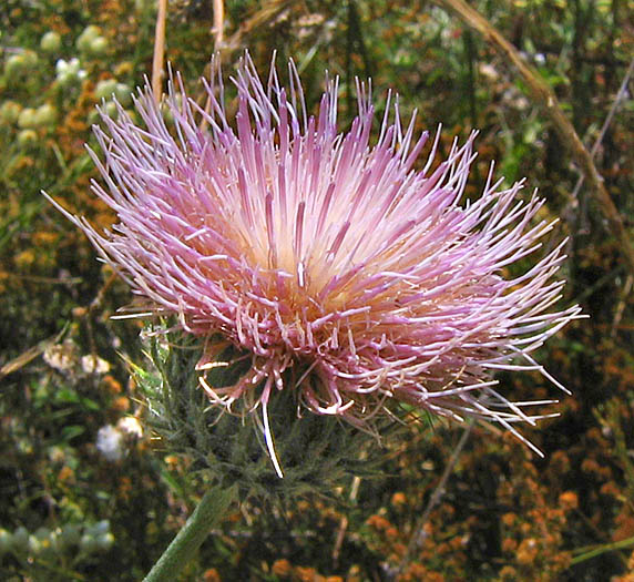 Detailed Picture 2 of Cirsium occidentale var. californicum