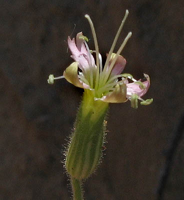 Detailed Picture 1 of Silene verecunda