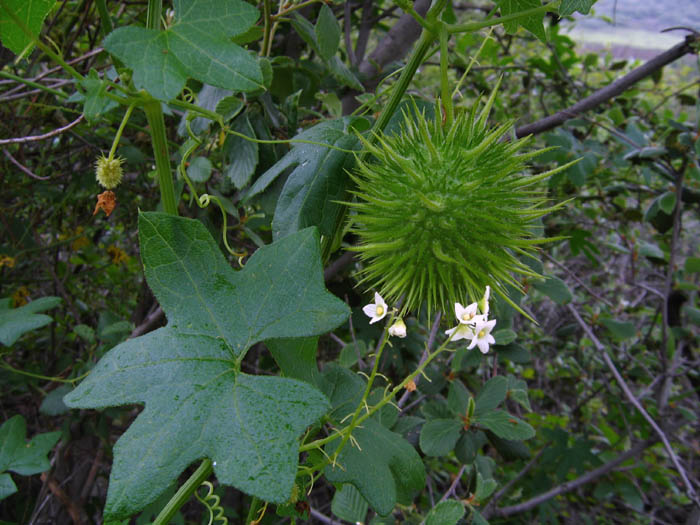 Detailed Picture 4 of Marah macrocarpa