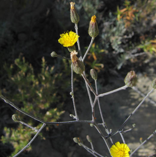 Detailed Picture 4 of Hieracium argutum