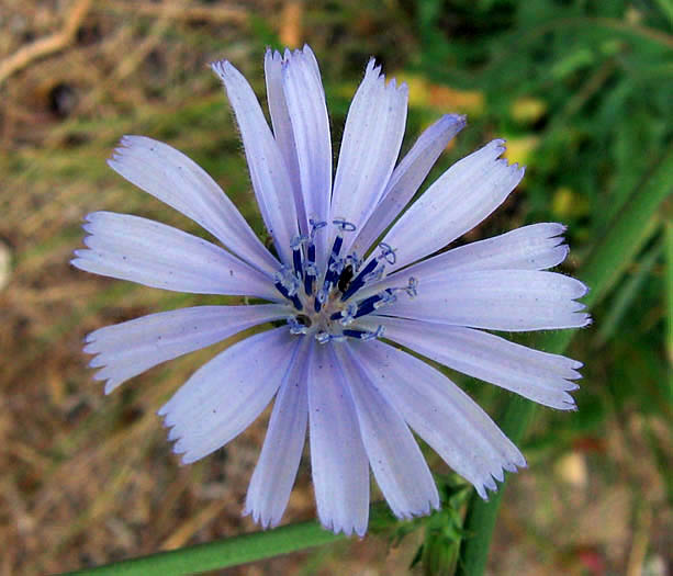 Detailed Picture 1 of Cichorium intybus