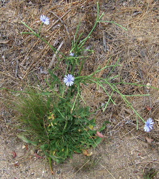 Detailed Picture 5 of Cichorium intybus