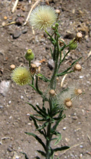 Detailed Picture 2 of Erigeron bonariensis