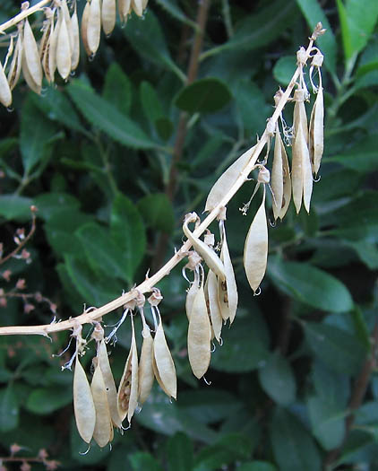 Detailed Picture 6 of Astragalus trichopodus var. phoxus